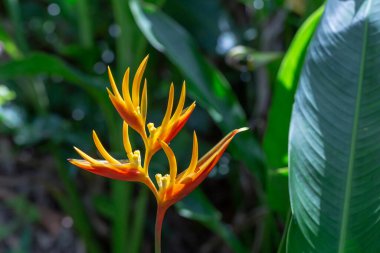 Soyut arkaplanda yarım ton noktalar