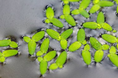 Soyut arkaplanda yarım ton noktalar