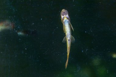 Soyut arkaplanda yarım ton noktalar