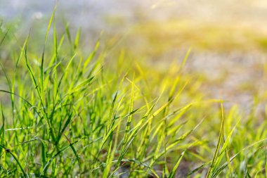 Bahçedeki çimenler