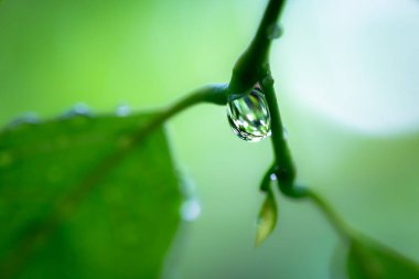 Su damlalı yeşil yaprak