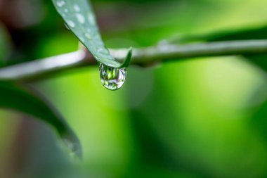 Su yeşil yaprağa düşer.