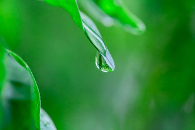 Yeşil yaprağa su damlası