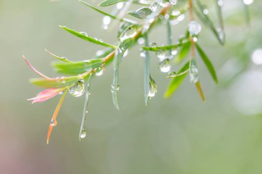 Yeşil çimenlerin üzerine su damlasını kapat