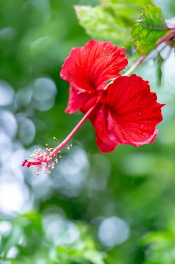 Bahçede Hibiscus çiçeği