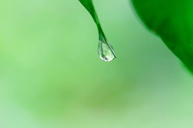 damla su yaprak yeşil