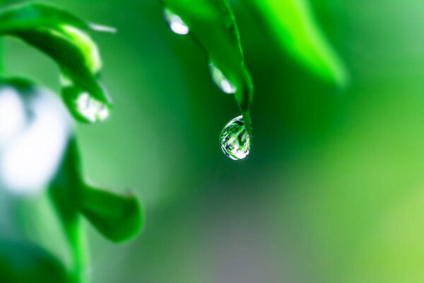 water drop on green grass