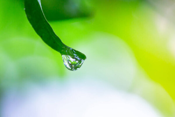 green leaves with drops of water