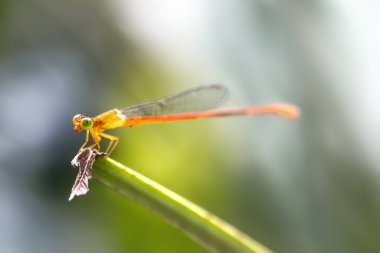 Yaklaş - yusufçuğa yeşil bir yaprak üzerinde