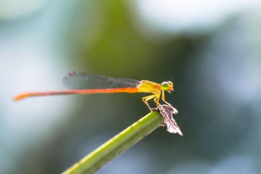 Yusufçuk yaprağın üzerinde oturuyor.