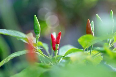 Bahçedeki kırmızı biberi kapat.