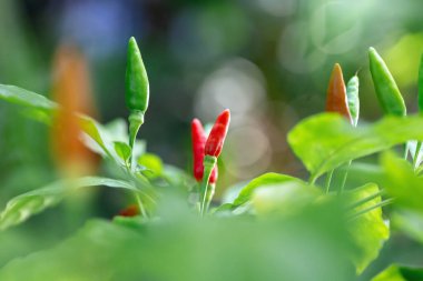 Bahçede yeşil biber