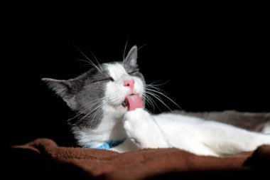 Beyaz kedi siyah bir arka plan üzerinde yalan.