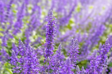 Yaz aylarında lavanta