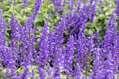 Bahçedeki güzel mor çiçekler.