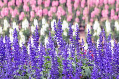 Çiçek tarhında çiçek açan güzel luplar.