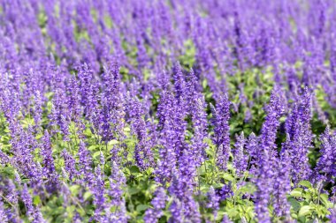Bahçede güzel açan lavanta çiçekleri