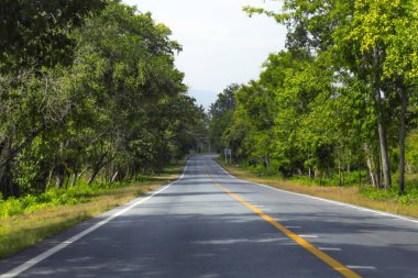 Ormanın ortasında bir yol.