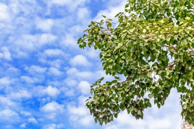 Mavi gökyüzü olan ağaç