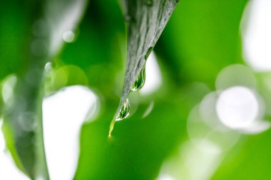 Doğal arka planda su damlası olan yeşil yaprak