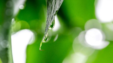 Yeşil yaprağa su damlası