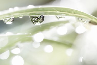 Çiy damlalı yeşil bitki