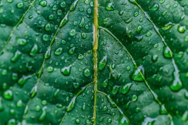 Yeşil yaprağın üzerine yağmur damlaları damlıyor.