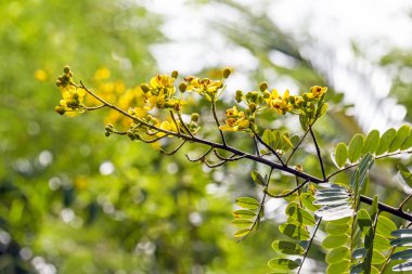 Güzel botanik fotoğrafı, doğal duvar kağıdı.