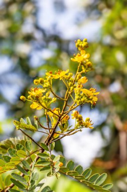 Güzel botanik fotoğrafı, doğal duvar kağıdı.