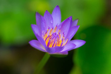 Bahçedeki nilüfer çiçeği