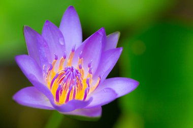 Mor Lotus çiçek bahçesinde