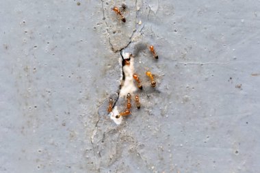 Beton duvardaki karıncalar