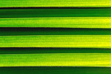 yeşil muz yaprak dokusu