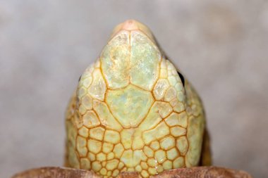 Amanita mantarının seçici odak noktası.