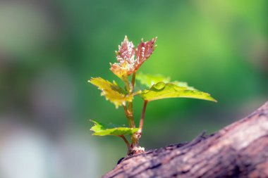 Genç bir dalda üzüm.