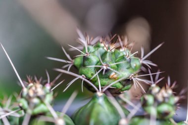 Kaktüse yakın çekim..