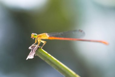 Yusufçuk böceğinin yakın görüntüsü