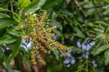Ağaçta yeşil yaprak