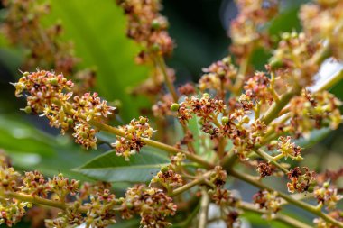 Bahçedeki güzel çiçekler
