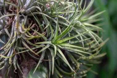 Doğada yeşil bitki