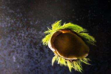fresh sea urchin with green leaves on wooden background with space for text
