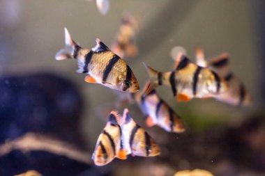 aquarium fish in the aquarium with colorful fish.