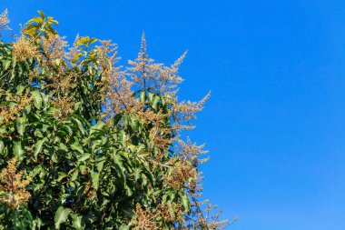 close - up of a tree in the sky on a sunny day. high quality photo
