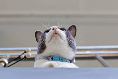 cute kitten with blue eyes and white collar on the roof of the house. cat looking to camera.