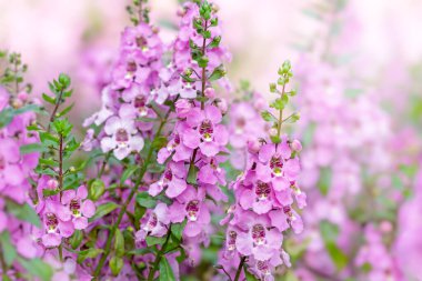 Bahçedeki pembe çiçekler