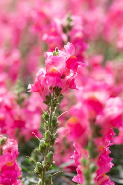 Bahçedeki güzel pembe güller