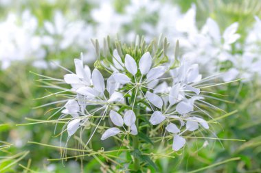Bahçedeki güzel beyaz çiçek