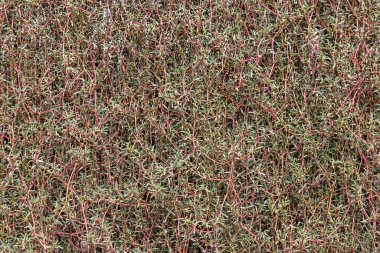 close up view from the ground