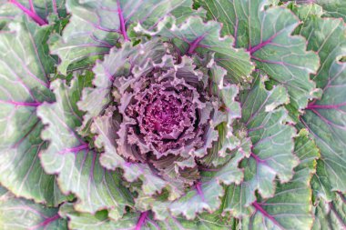 close up of cabbage plant