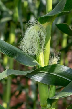 young corn in the field, close - up